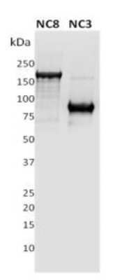 Western Blot: PLA2R1 Antibody (12-6-5) - Azide and BSA Free [NBP2-80912] - 1ug of recombinant full length extracellular domain of human PLA2R (NC8) and a N-terminus fragment of PLA2R (NC3) were subjected to SDS PAGE followed by western blot using Ms anti-PLAR (Cl12-6-5) at dilution 1:10000. Image from the standard format of this antibody.