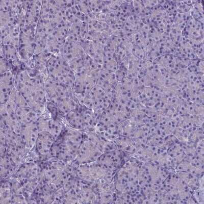 Immunohistochemistry-Paraffin: PLA2R1 Antibody (CL0474) [NBP2-52933] - Staining of human pancreas shows no positivity in exocrine glandular cells as expected.