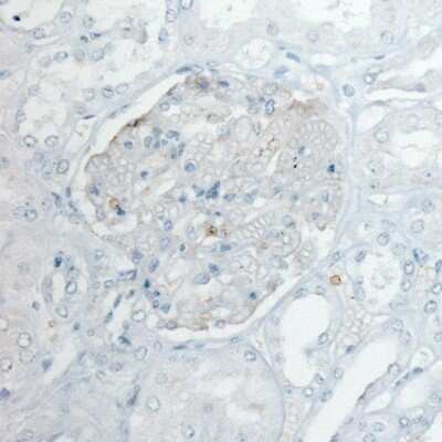 Immunohistochemistry-Paraffin: PLA2R1 Antibody (CL0485) [NBP2-52934] - Staining of normal human kidney shows absence of positivity.