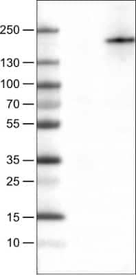 Western Blot: PLA2R1 Antibody (CL0485) [NBP2-52934] - Lane 1: Marker [kDa], Lane 2: Negative control (vector only transfected HEK293T lysate), Lane 3: PLA2R1 Over-expression Lysate (Co-expressed with a C-terminal myc-DDK tag (~3.1 kDa) in mammalian HEK293T cells)