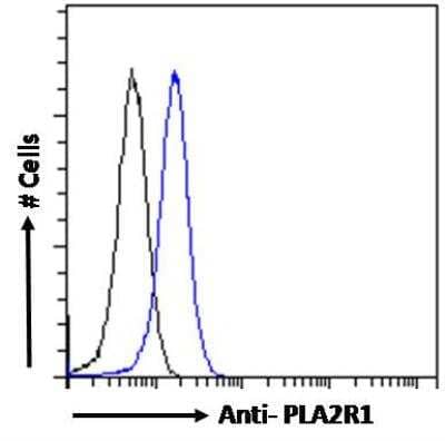 Flow Cytometry: PLA2R1 Antibody [NBP1-46116] - Analysis of paraformaldehyde fixed HEK293 cells (blue line), permeabilized with 0.5% Triton. Primary incubation 1hr (10ug/ml) followed by Alexa Fluor 488 secondary antibody (1ug/ml). IgG control: Unimmunized goat IgG (black line) followed by Alexa Fluor 488 secondary antibody.