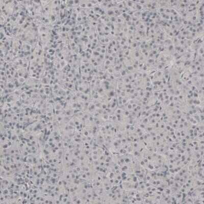 Immunohistochemistry-Paraffin: PLA2R1 Antibody [NBP1-84449] - Immunohistochemical staining of human pancreas shows no positivity in exocrine glandular cells as expected.