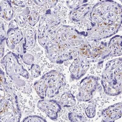 Immunohistochemistry-Paraffin: PLAC1 Antibody [NBP2-32379] - Staining of human placenta shows moderate positivity in secretion.