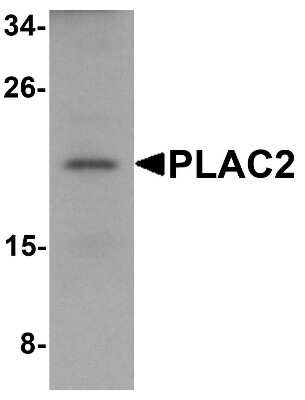 Western Blot PLAC2 Antibody - BSA Free