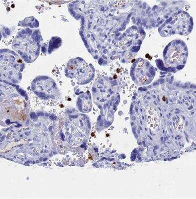 Immunohistochemistry-Paraffin: PLAC8 Antibody [NBP1-90721] - Staining of human placenta shows moderate to strong cytoplasmic positivity in peripheral blood leukocytes.