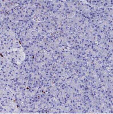 Immunohistochemistry-Paraffin: PLAC8 Antibody [NBP1-90721] -  Staining of human pancreas shows no positivity in exocrine glandular cells as expected.