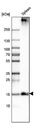 Western Blot: PLAC8 Antibody [NBP1-90721] - Analysis in human spleen tissue.
