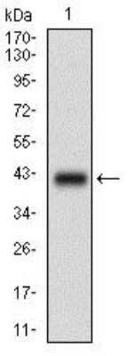 Western Blot: PLAGL1 Antibody (8F9D12) [NBP2-37344] - Western blot analysis using PLAGL1 mAb against human PLAGL1 recombinant protein. (Expected MW is 37.5 kDa)