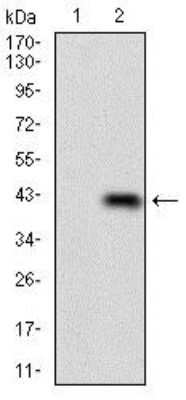 Western Blot: PLAGL1 Antibody (8F9D12) [NBP2-37344] - Western blot analysis using PLAGL1 mAb against HEK293 (1) and PLAGL1 (AA: 118-222)-hIgGFc transfected HEK293 (2) cell lysate.