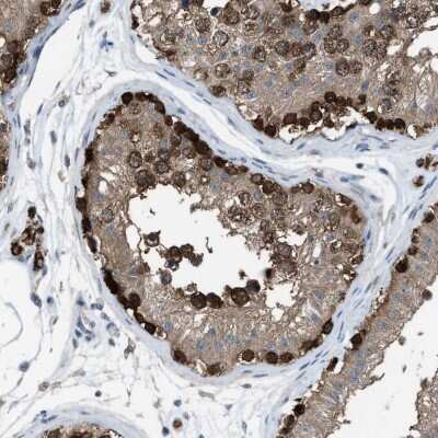 Immunohistochemistry-Paraffin: PLAP Antibody [NBP1-84997] - Staining of human testis shows strong positivity in developing sperm cells.