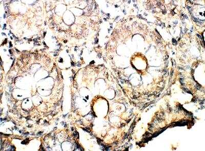 Immunohistochemistry-Paraffin: PLAP Antibody [NBP3-12333] - Baboon Large intestine. 1:50 dilution in IHC blocking buffer. DAB (brown) staining and Hematoxylin QS (blue) counterstain. 40X magnification.