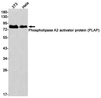 Western Blot: PLAP Antibody (S06-1D7) [NBP3-15078] - Western blot detection of Phospholipase A2 activator protein (PLAP) in 3T3, Hela cell lysates using Phospholipase A2 activator protein (PLAP) Rabbit mAb (1:1000 diluted). Predicted band size: 87kDa. Observed band size: 87kDa.