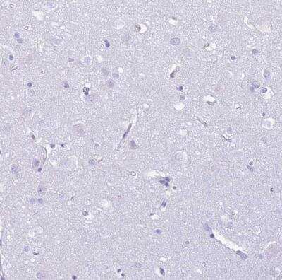 Immunohistochemistry-Paraffin: PLBD1 Antibody [NBP2-37893] - Staining of human cerebral cortex shows no positivity as expected.
