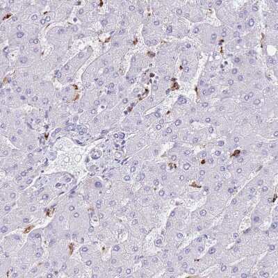 <b>Orthogonal Strategies Validation. </b>Immunohistochemistry-Paraffin: PLBD1 Antibody [NBP2-37893] - Staining of human liver shows moderate positivity  in Kupffer cells.