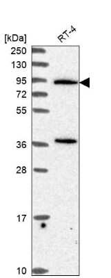 Western Blot: PLC-delta 3 Antibody [NBP2-68706] - Analysis in human cell line RT-4.