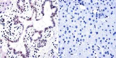 Immunohistochemistry-Paraffin: PLC-gamma 1 Antibody (2C11) [NB100-74517] - Normal biopsies of deparaffinized human liver tissue.