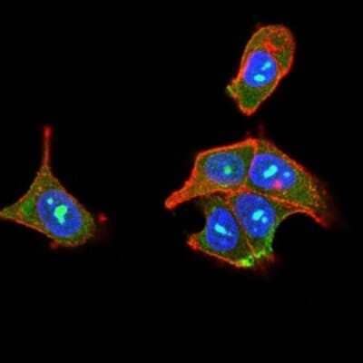 Immunocytochemistry/Immunofluorescence: PLC-gamma 2 Antibody (2D9E8) [NBP2-52536] - Analysis of MCF-7 cells using PLCG2 mouse mAb (green). Blue: DRAQ5 fluorescent DNA dye. Red: Actin filaments have been labeled with Alexa Fluor- 555 phalloidin.