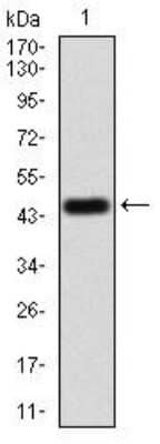 Western Blot: PLC-gamma 2 Antibody (2D9E8) [NBP2-52536] - Analysis using PLCG2 mAb against human PLCG2 (AA: 826-985) recombinant protein. (Expected MW is 44.6 kDa)