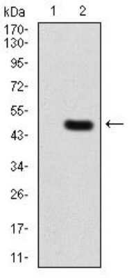 Western Blot: PLC-gamma 2 Antibody (2D9E8) [NBP2-52536] - Analysis using PLCG2 mAb against HEK293 (1) and PLCG2 (AA: 826-985)-hIgGFc transfected HEK293 (2) cell lysate.