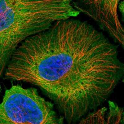 Immunocytochemistry/Immunofluorescence: PLCD4 Antibody [NBP2-38393] - Staining of human cell line HeLa shows localization to plasma membrane & cytosol. Antibody staining is shown in green.