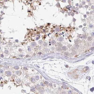 Immunohistochemistry-Paraffin: PLCD4 Antibody [NBP2-38392] - Staining of human testis.