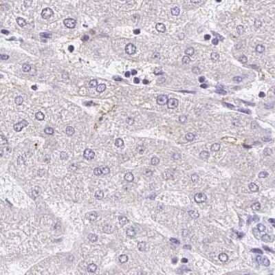 Immunohistochemistry-Paraffin: PLCD4 Antibody [NBP2-38392] - Staining of human liver.