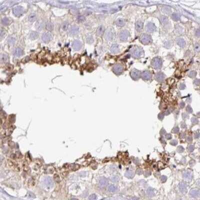 Immunohistochemistry-Paraffin: PLCD4 Antibody [NBP2-38393] - Staining of human testis.