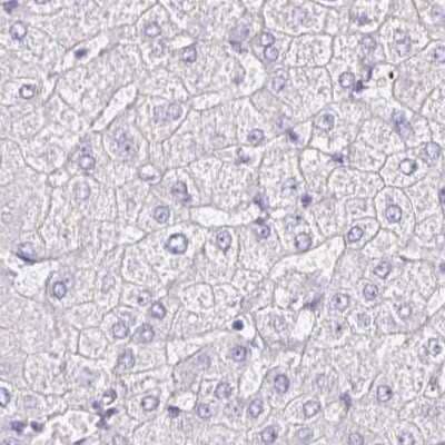 Immunohistochemistry-Paraffin: PLCD4 Antibody [NBP2-38393] - Staining of human liver.