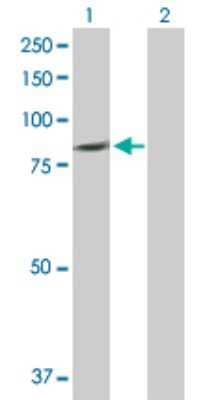 Western Blot: PLCD4 Antibody [H00084812-D01P] - Analysis of PLCD4 expression in transfected 293T cell line by PLCD4 polyclonal antibody.Lane 1: PLCD4 transfected lysate(87.60 KDa).Lane 2: Non-transfected lysate.
