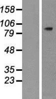 Western Blot: PLCD4 Overexpression Lysate (Adult Normal) [NBP2-05977] Left-Empty vector transfected control cell lysate (HEK293 cell lysate); Right -Over-expression Lysate for PLCD4.
