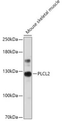 Western Blot: PLCL2 Antibody [NBP2-94319] - Analysis of extracts of Mouse skeletal muscle, using PLCL2 at 1:1000 dilution.Secondary antibody: HRP Goat Anti-Rabbit IgG (H+L) at 1:10000 dilution.Lysates/proteins: 25ug per lane.Blocking buffer: 3% nonfat dry milk in TBST.Detection: ECL Basic Kit .Exposure time: 30s.