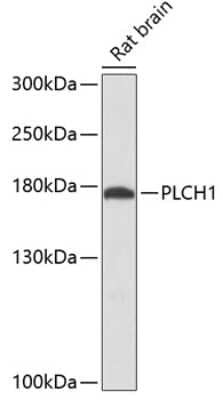 Western Blot: PLCL3 Antibody [NBP2-94147] - Analysis of extracts of rat brain, using PLCL3 at 1:3000 dilution.Secondary antibody: HRP Goat Anti-Rabbit IgG (H+L) at 1:10000 dilution.Lysates/proteins: 25ug per lane.Blocking buffer: 3% nonfat dry milk in TBST.Detection: ECL Basic Kit .Exposure time: 90s.