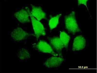 Immunocytochemistry/Immunofluorescence: PLCXD1 Antibody [H00055344-B01P] - Analysis of purified antibody to PLCXD1 on HeLa cell. (antibody concentration 10 ug/ml)