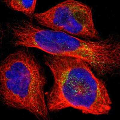 Immunocytochemistry/Immunofluorescence: PLCXD1 Antibody [NBP1-83753] - Immunofluorescent staining of human cell line U-2 OS shows localization to cytosol.