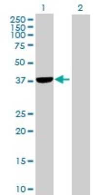 Western Blot: PLCXD1 Antibody [H00055344-B01P] - Analysis of PLCXD1 expression in transfected 293T cell line by PLCXD1 polyclonal antibody.  Lane 1: PLCXD1 transfected lysate(35.53 KDa). Lane 2: Non-transfected lysate.