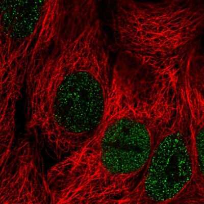 Immunocytochemistry/Immunofluorescence: PLCXD2 Antibody [NBP2-30624] - Immunofluorescent staining of human cell line CACO-2 shows localization to nucleoplasm. Antibody staining is shown in green.