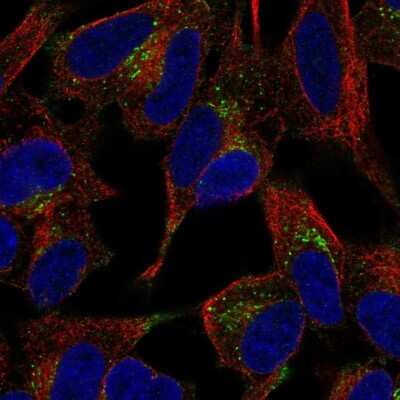 Immunocytochemistry/ Immunofluorescence PLCXD3 Antibody