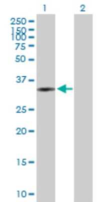 Western Blot PLCXD3 Antibody