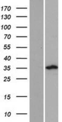 Western Blot PLCXD3 Overexpression Lysate