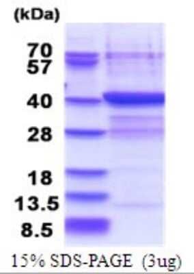 SDS-PAGE Recombinant Human PLCXD3 His Protein