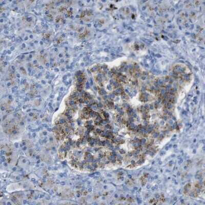 Immunohistochemistry-Paraffin: PLD3/Phospholipase D3 Antibody [NBP1-83146] - Staining of human pancreas shows moderate granular cytoplasmic positivity in islets of Langerhans.