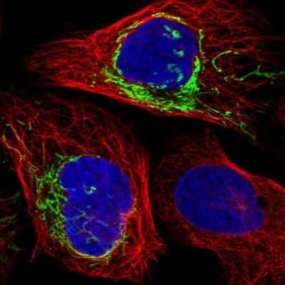 Immunocytochemistry/ Immunofluorescence PLD5 Antibody - BSA Free