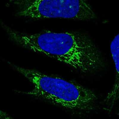 Immunocytochemistry/ Immunofluorescence PLD5 Antibody - BSA Free