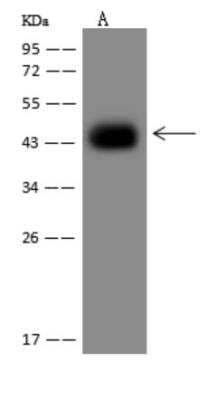 Western Blot PLEKHA2 Antibody