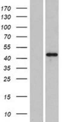 Western Blot: PLEKHA2 Overexpression Lysate (Adult Normal) [NBP2-06531] Left-Empty vector transfected control cell lysate (HEK293 cell lysate); Right -Over-expression Lysate for PLEKHA2.