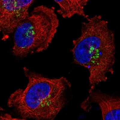 Immunocytochemistry/Immunofluorescence: PLEKHA3 Antibody [NBP1-83924] - Immunofluorescent staining of human cell line U-251 MG shows localization to the Golgi apparatus.