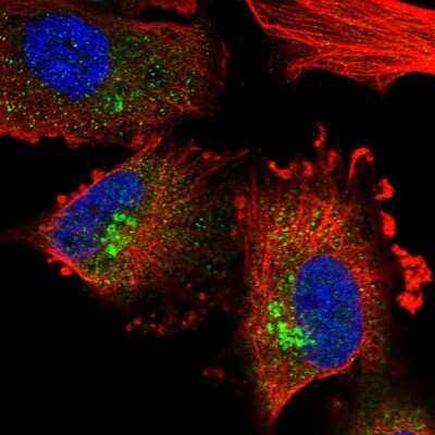Immunocytochemistry/ Immunofluorescence PLEKHA3 Antibody - BSA Free