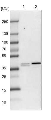 Western Blot: PLEKHA3 Antibody [NBP1-83924] - Lane 1: NIH-3T3 cell lysate (Mouse embryonic fibroblast cells). Lane 2: NBT-II cell lysate (Rat Wistar bladder tumor cells).