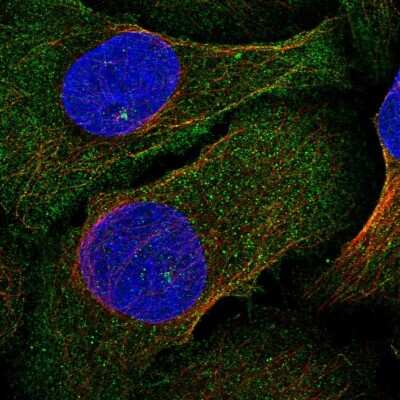 Immunocytochemistry/ Immunofluorescence PLEKHA4 Antibody