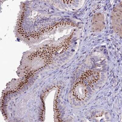 Immunohistochemistry-Paraffin PLEKHA4 Antibody - BSA Free